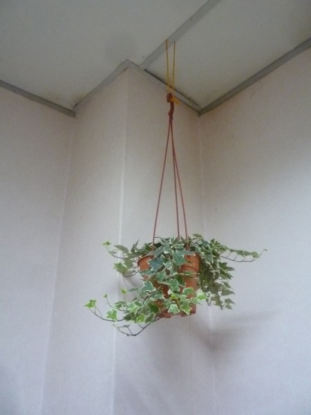 常春藤:吸尘除菌