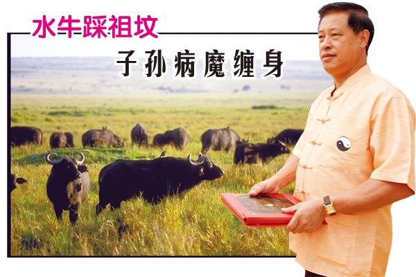 张先生祖坟的义山附近有很多水牛出没,畜生无性,屡次破坏当地的坟墓,影响张先生与家人的运势。