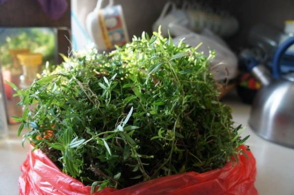 经常被误以为是杂草的白花蛇舌草,其实是清热解毒之宝,每星期煲煮一次,可防止发热气。