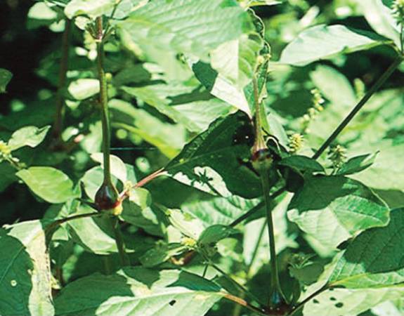 牛膝──功效:生用散瘀血,消痛肿。