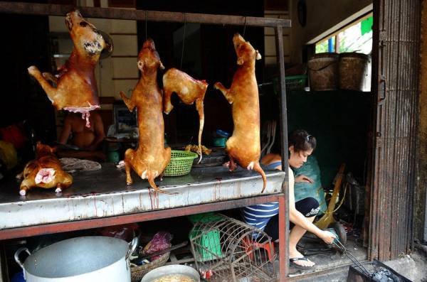 经过烧烤的狗,就好像我们的烧猪般被吊起来卖。