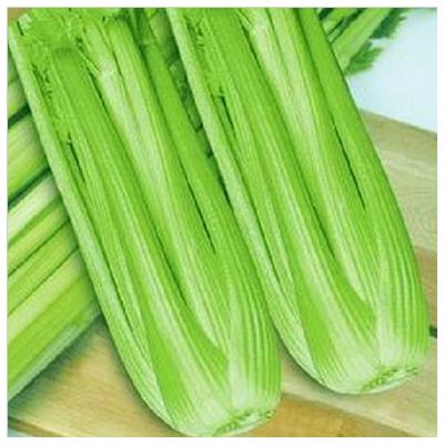 西芹营养丰富,富含蛋白质、碳水化合物、矿物质及多种维生素等营养物质。