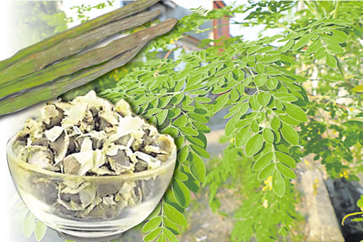 辣木在印度传统医学上,可是一种可以预防三百多种疾病的药材。