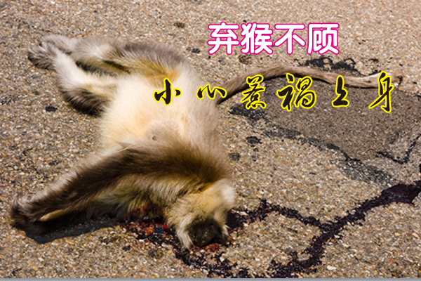 廖君撞到一只怀孕的母猴却弃之不顾,虽然事后内疚不已,但已铸成大错,姜太公叫他亲制“出入平安”牌,随身佩戴才躲过一劫。