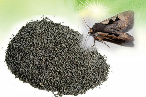 虽然是香夜蛾、米黑虫等昆虫的排泄物,但凡品尝过的人都觉得虫茶味浓略显甜,口味醇厚。