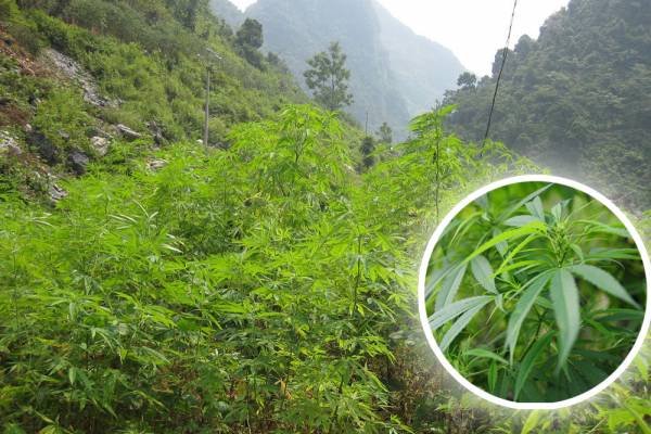 在一片片绿油油的植物中,不易看出火麻树!