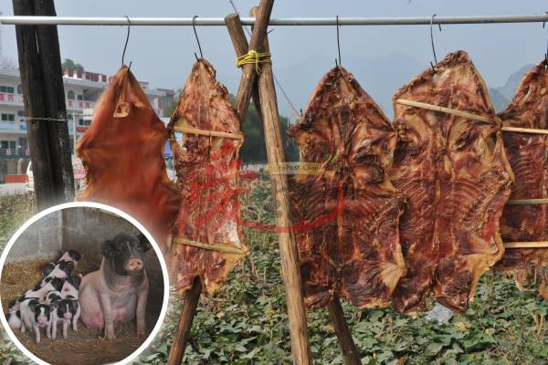 巴马香猪需求量大幅增加,香猪已不能再放养了,如今只能乖乖在“牢房”里等着喂养。