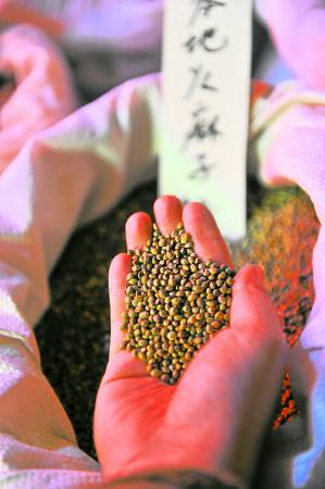 在巴马的商店里,都有售卖着火麻籽。