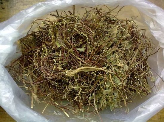 鸡骨草--功效:清热解毒、舒肝止痛。