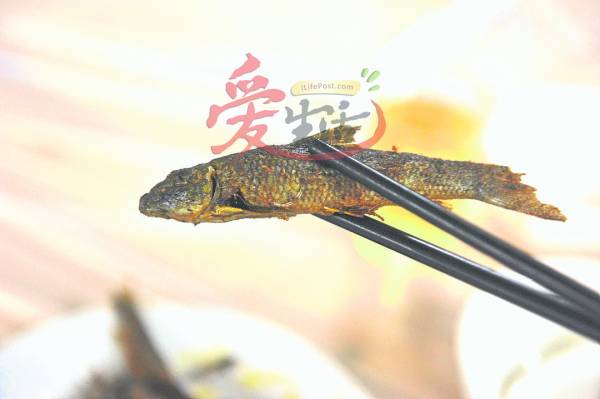 烹调油鱼时,不须添加菜油即能煎出美味可口的油鱼,只可惜产量越来越少了。