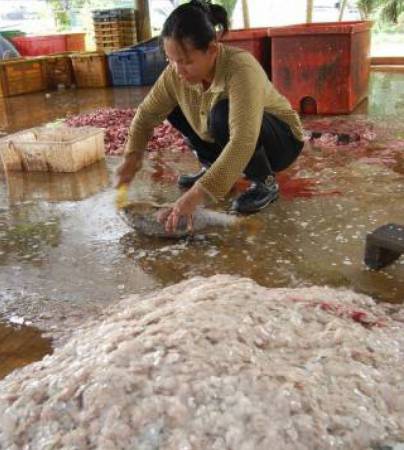 由于鱼鳞有多种人体所需的矿物质,可以补钙、强化骨骼,使平时被丢弃的鱼鳞,顿时成了炙手可热的抢手货。
