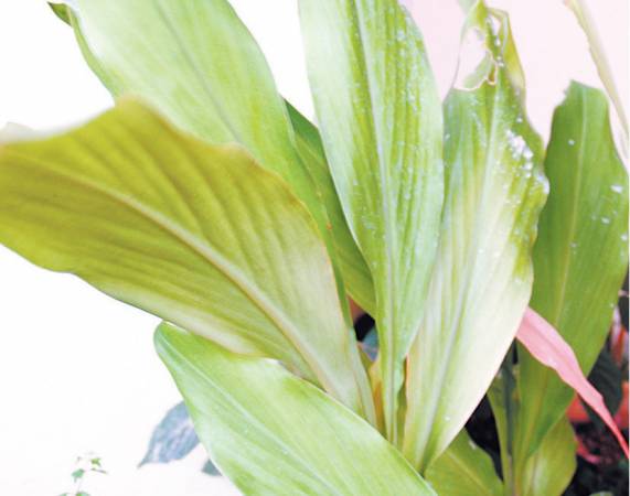 白花牡丹——功效:茎部拥有抗癌药效,能有效清理体内的癌细胞,还有清热解毒功效。
