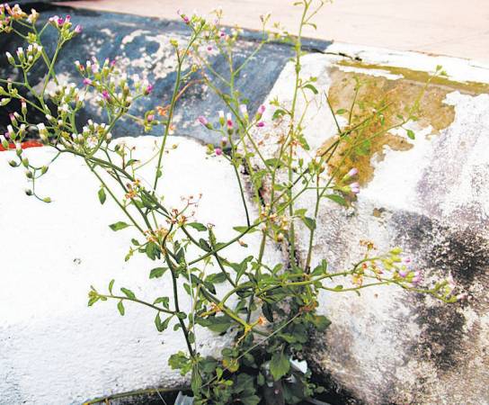 过山虎——功效:拥有清热解毒和排毒功效。