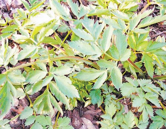 姜活——功效:具有散表寒去风湿、利关节之功效。