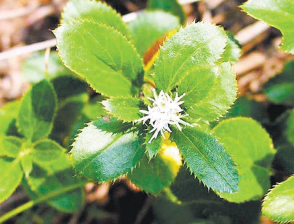 苍术——功效:燥湿健脾、祛风散寒、明目。