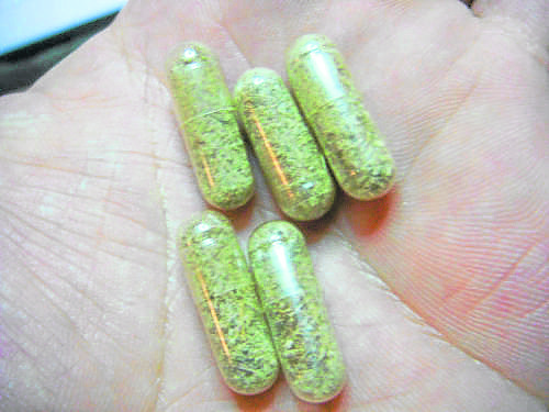 为了方便服食,张志健会把箭猪枣磨成粉末装入胶囊中制成药丸。