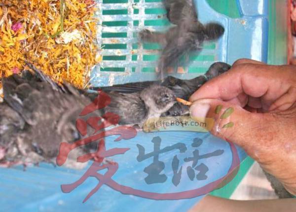 据悉,善信可以喂雏燕测试自己的运气,如果雏燕肯吃善信喂的虫,就代表他运气好。