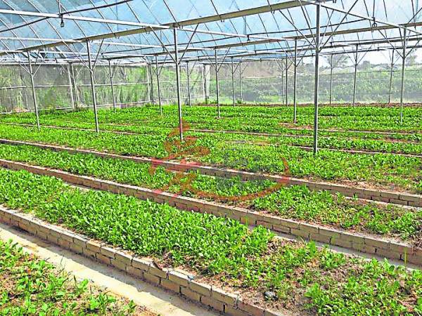 在这里学习如何种植蔬菜,体验一番农家乐。