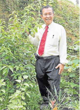 罗医师不但自己培植千金莲,还将千金莲花的枝叶磨粉,经过配置加工制成胶囊。
