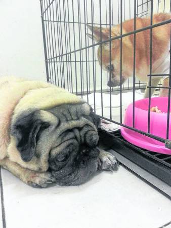 家里另一狗狗唐十一曾被Princess魂魄吓得半死,瑟缩一旁不敢入眠。