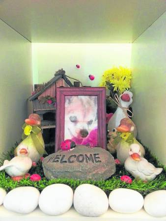 Trace以家里的鸭子田地,为爱女布置的骨灰位。