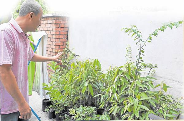 张医师的庭院里栽培各种植物,包括蔬果、草药,方便他提炼疗药油。
