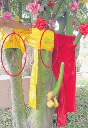 森美兰:芙蓉