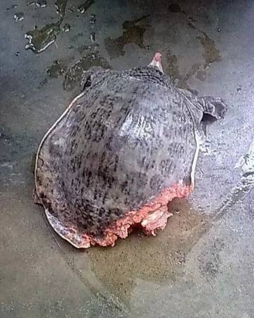 因果报应:凌迟割鳖肉而吃,乡民染怪病而被逼截肢。