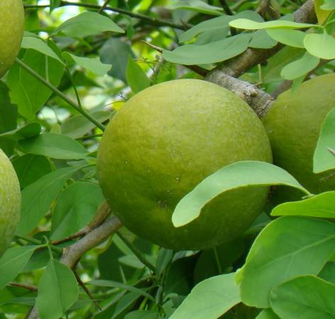 孟加拉柑橘(Bael Fruit)——功效:天然通便剂,能清除及调整小肠功能、能制止分泌及止血作用、对高血压有一定的疗效。