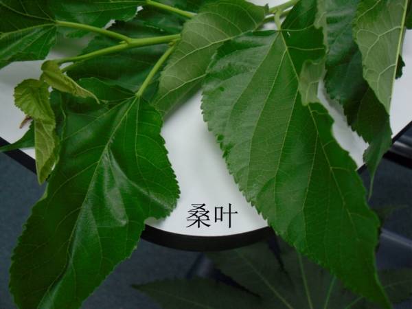 桑叶——功效:疏散风热、清肺润燥、清肝明目。