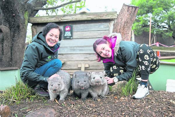 在Bonorong Wildlife Santuary野生动物保护区,有可爱的袋熊、袋鼠、袋獾……最让人兴奋的是可以和它们来个近距离接触。