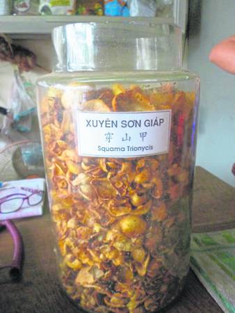 海关起获的大量走私穿山甲里,有不少为了方便运输的走私党将穿山甲冰凍起来。