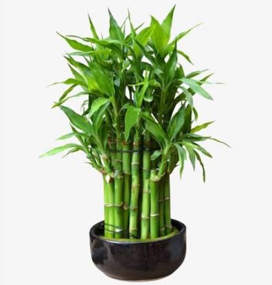 绿色植栽能加强学子脑筋灵活运。