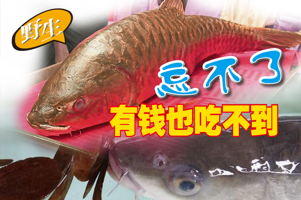 野生的“忘不了”因吃风车果长大,所以其鱼肉经烹煮后带有淡淡的果香味。