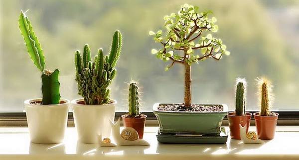 在家中不宜摆放带刺或叶子过长的植物。