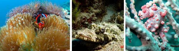 你看过深海里的海洋生物吗?(左起热带鱼、海蛞蝓、粉色海蛞蝓)