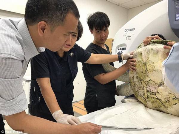 大学兽医部人员检查绿蠵龟的状况,它的下身龟壳已撑裂,难以行动。