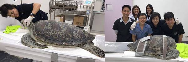 一群有爱心的医护人员,细心照顾“爆肚龟”,希望尽快为它取出腹部里的硬币。