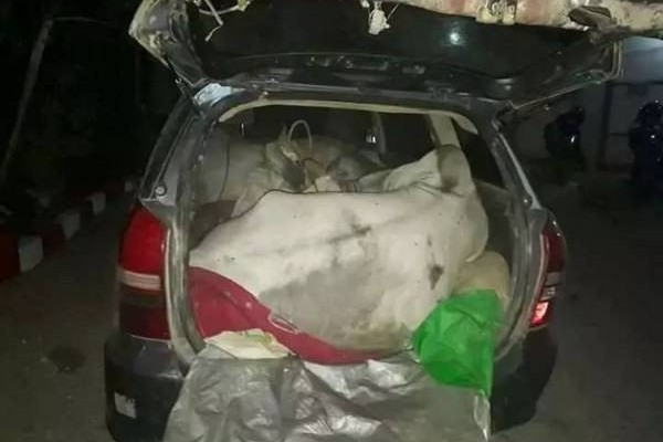 两只小牛硬硬挤入车尾厢,猖狂走私令人咋舌。