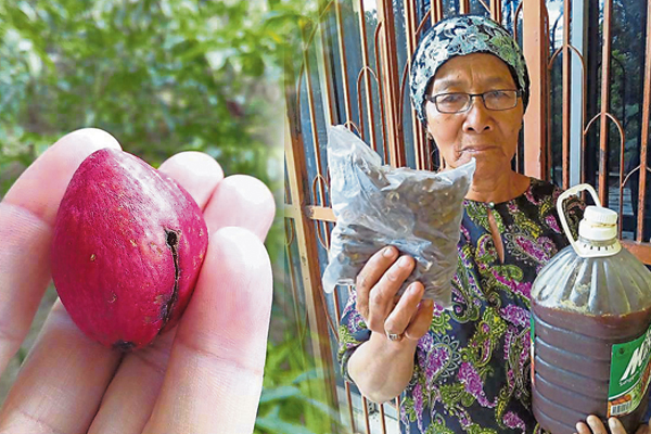 80歲nenek吃過皇冠果，也如年輕人般精力十足，病痛離身！