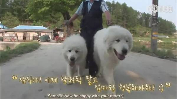 最终,狗主安排Samsik与“妈妈” 相聚了,而它也离开了那堵墙。