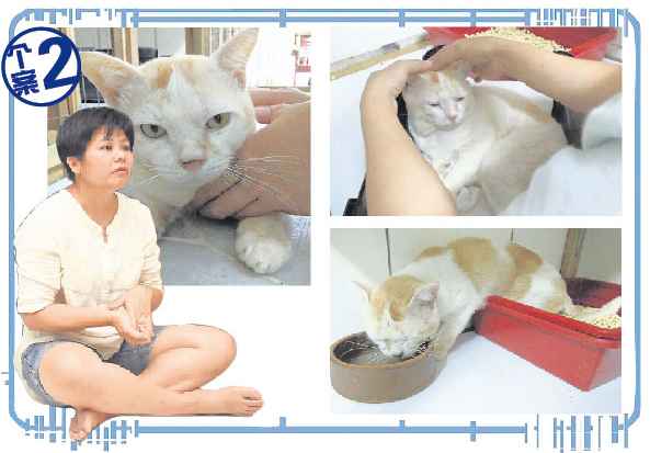 Andy是一只被医生判了死刑的猫,原本已无法行动及自理排便,但经过Ta Lin的治疗,它竟然可以重新站起来,还有能力走到猫砂盆大小便,甚至恢复吃固体食物的能力。同时,也是Andy教会Ta Lin尊重生命。