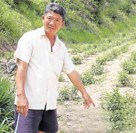 刘氏在住家附近的空地,种植了大约7千棵的忧遁草,他很乐意送给有需要的人。