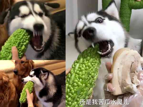 吃相穷凶极恶!