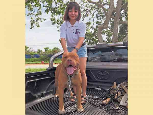 女友Amy Gan受刘文宏影响,深深爱上了比特犬。