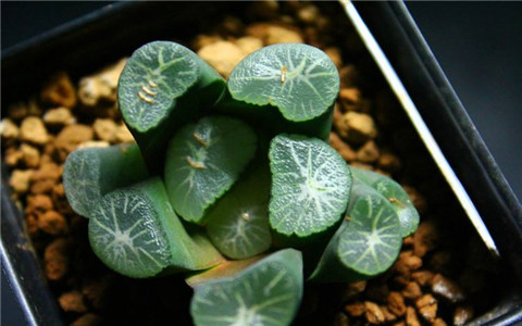 旺财的多肉植物有样貌有财气 新生活报 ilifepost爱生活