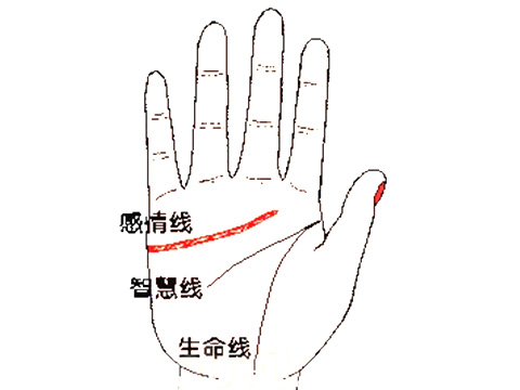 智慧线略长