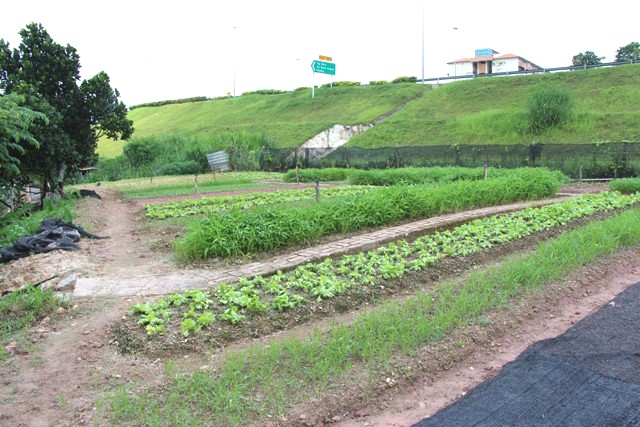 井然有序的菜园地,宾叔常抽空到来耕作。