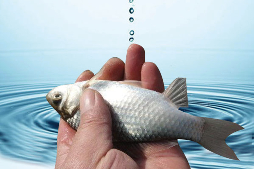 fish-一心想救鱼