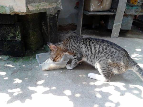 猫来穷猪来戴孝